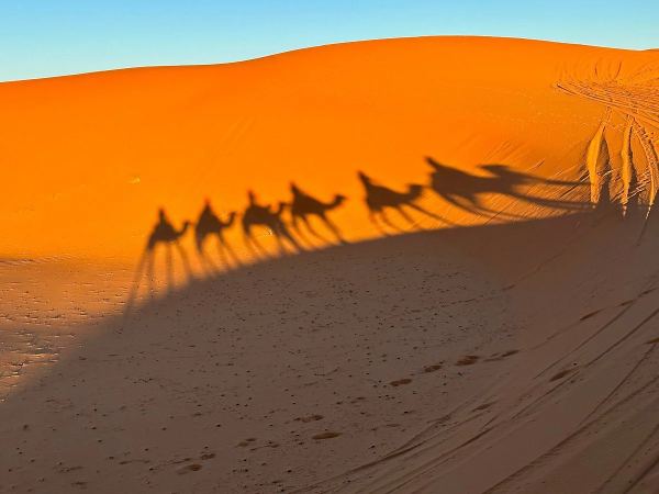 Day Pass – The White Camel